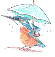 Eisvogel mit Regenschirm