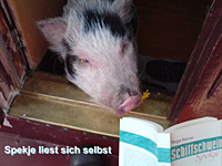 Schiffschwein Spekje liest sich selbst